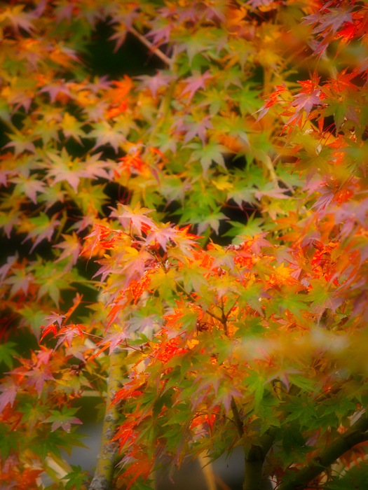 ご近所紅葉と_a0161380_2020361.jpg