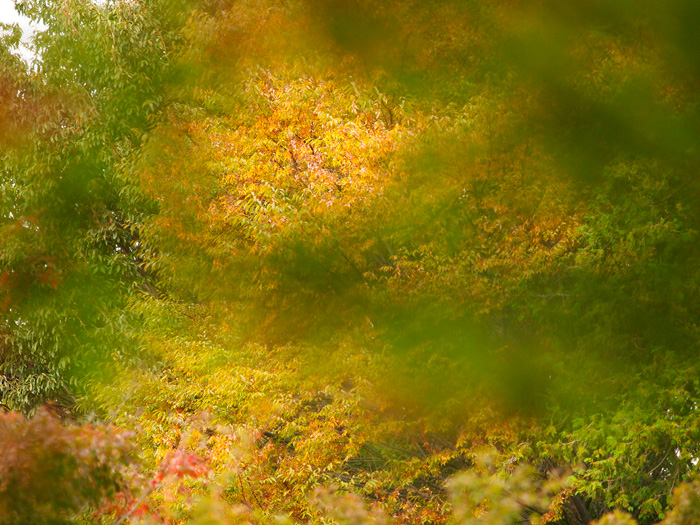 ご近所紅葉と_a0161380_20221437.jpg