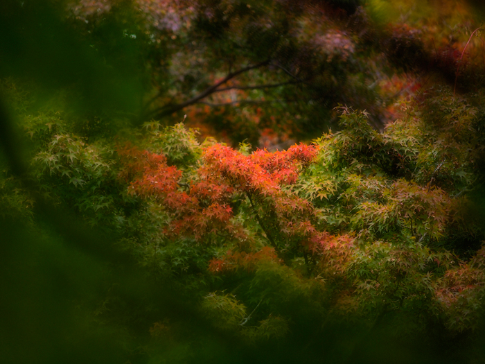 ご近所紅葉と_a0161380_20233588.jpg