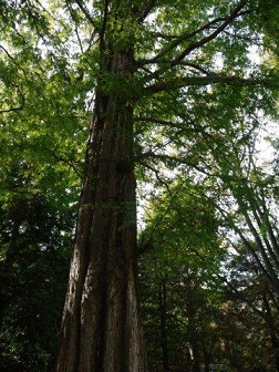 火曜ウォークで杉並区と練馬区を歩いてきました(^^♪ その1 杉並区_b0175688_16313638.jpg