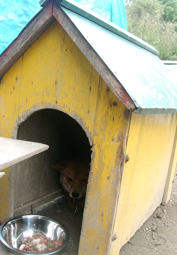 多頭飼育崩壊現場から　～２～_e0212095_23263545.jpg