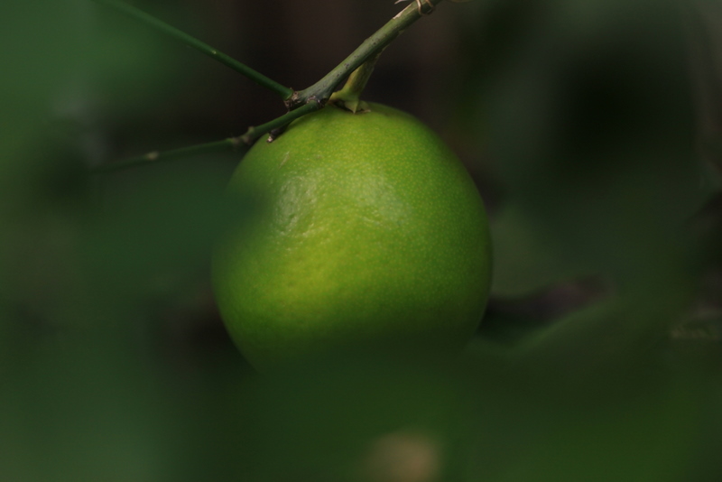 鉢植えのレモン_d0248502_8541223.jpg