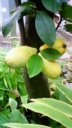 c0017505_828871.jpg