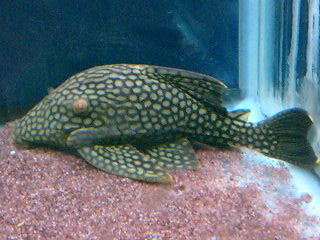 2011年熱帯魚入荷情報!Vol.38 (11/6~11/12)_b0141806_22435769.jpg