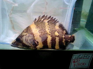 2011年熱帯魚入荷情報!Vol.38 (11/6~11/12)_b0141806_2246464.jpg