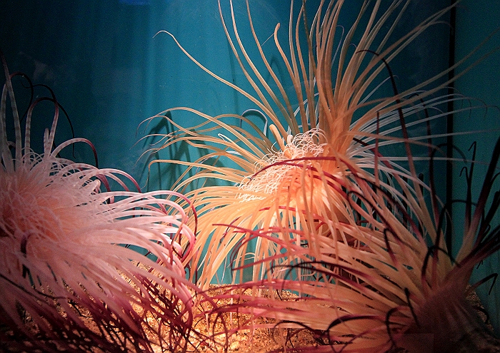 ”みやじマリン”宮島水族館　NO.1_a0140608_7333054.jpg