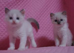 家族募集 子猫 ラグドール 5週目になりました_e0033609_17102715.jpg