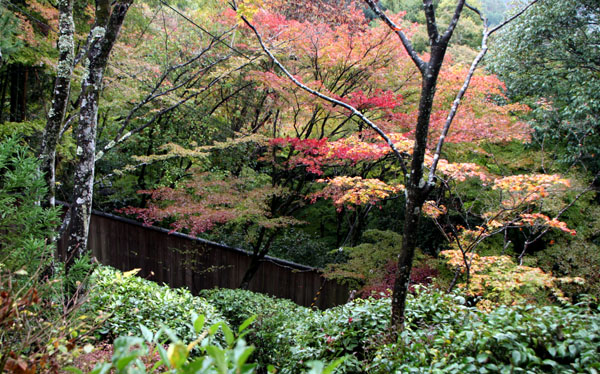 紅葉始まる 瀧口寺 _e0048413_16221362.jpg