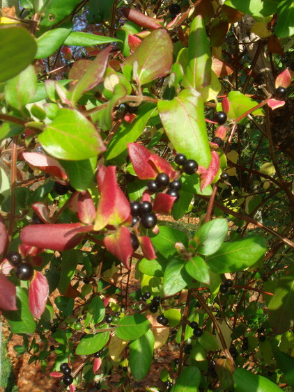 c0124619_5551225.jpg
