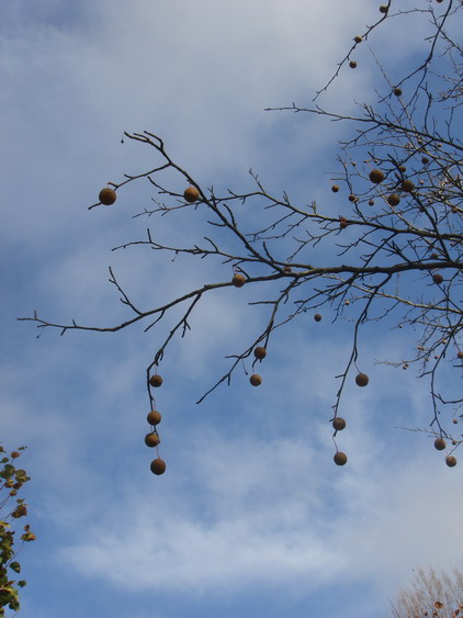c0124619_5571926.jpg