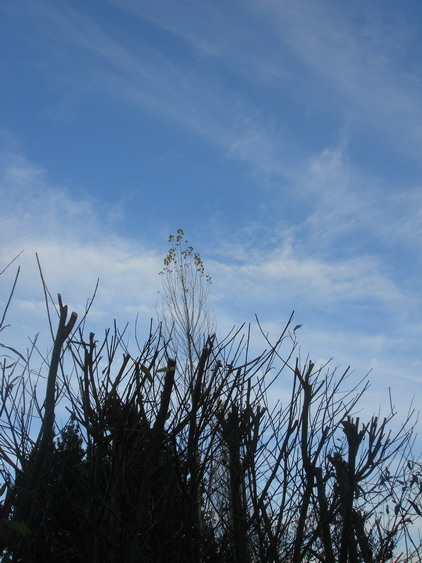 c0124619_6521941.jpg