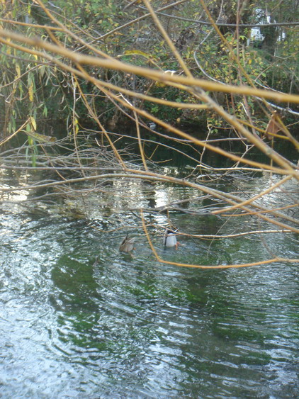 c0124619_6534230.jpg