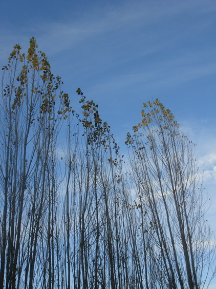 c0124619_65401.jpg