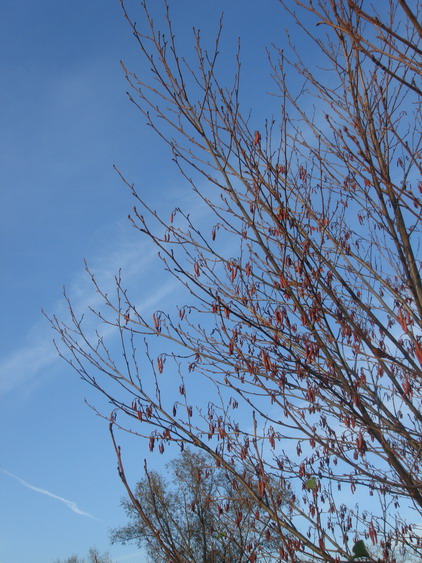 c0124619_6552783.jpg