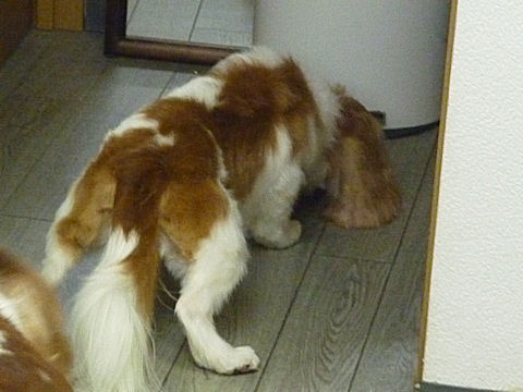 b0185323_12593053.jpg