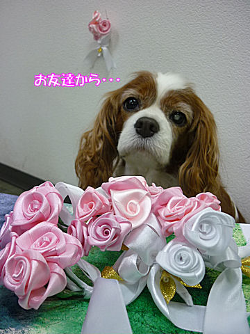 b0185323_1303722.jpg
