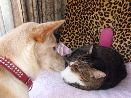 犬に愛される猫。。。_b0089338_126373.jpg