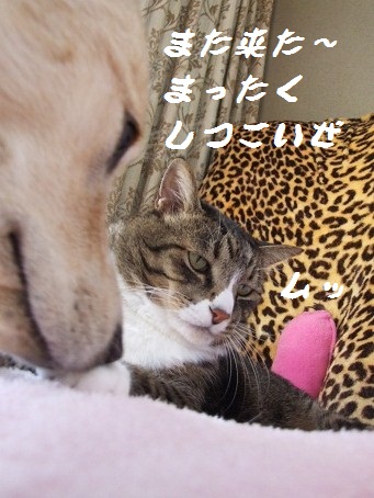 犬に愛される猫。。。_b0089338_127524.jpg