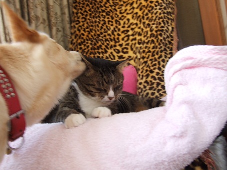 犬に愛される猫。。。_b0089338_1275568.jpg