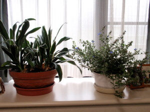c0097838_1347551.jpg