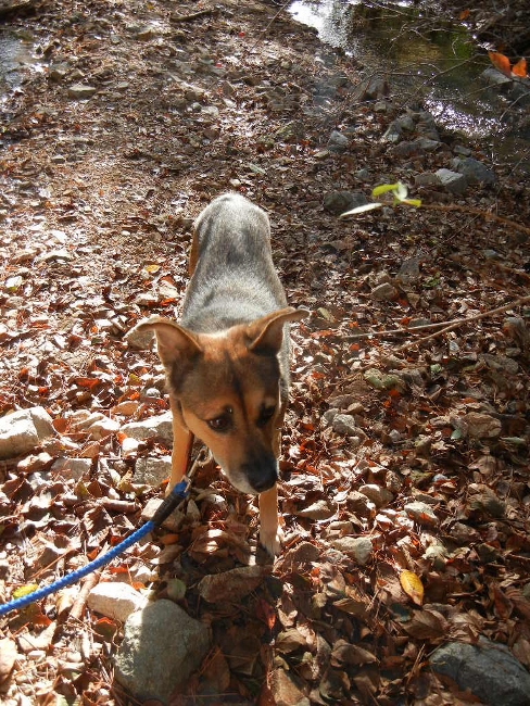 ２０１１年１１月１１日（金）　彦根　城まつり最終回_a0216142_23153487.jpg