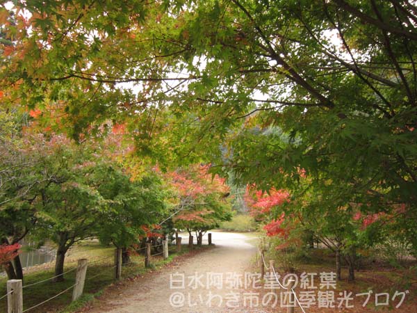 11月11日　国宝・白水阿弥陀堂の紅葉_f0105342_14361441.jpg