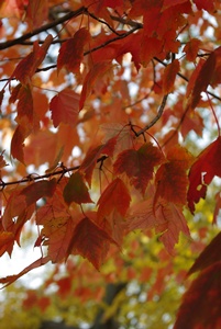 秋の紅葉狩り_a0122243_4112483.jpg