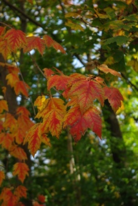 秋の紅葉狩り_a0122243_411377.jpg