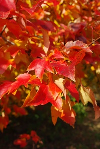 秋の紅葉狩り_a0122243_494937.jpg
