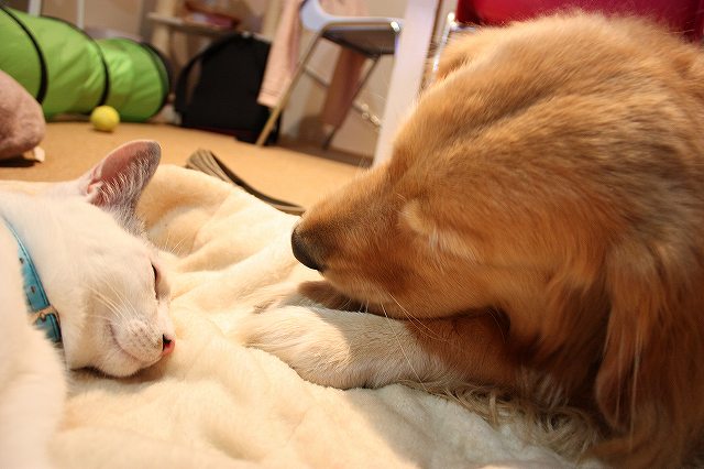 我が家の愛犬＆愛猫の近頃！_e0159246_16335950.jpg