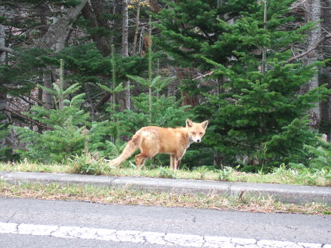 北海道_c0229062_20403277.jpg