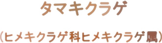 タマキクラゲ (麻ブログにわかきのこ図鑑)_d0051963_1181818.jpg