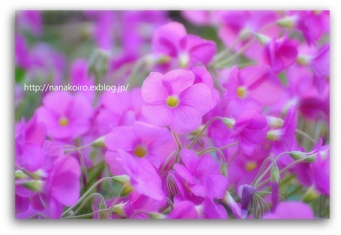 白野江植物公園の秋の花いろいろ_e0153963_1829361.jpg