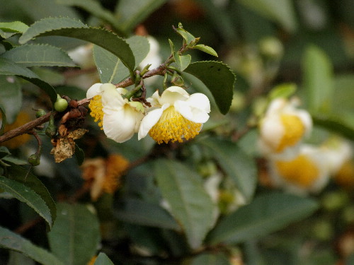 f0208666_1113770.jpg