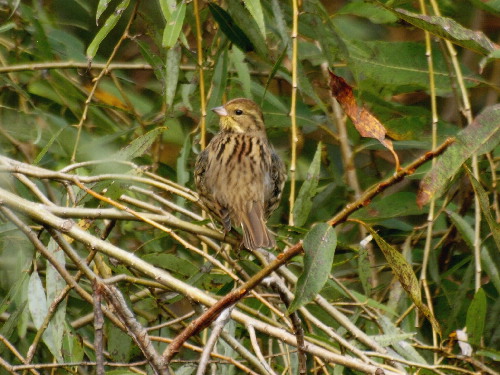 f0208666_11162641.jpg