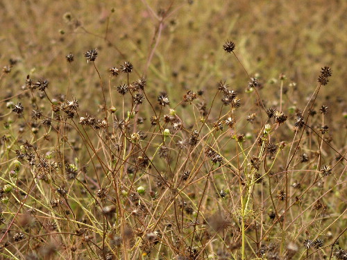 f0208666_116327.jpg
