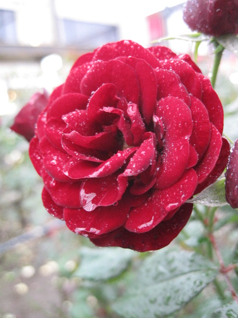 a0157968_22374215.jpg
