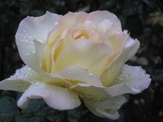 a0157968_2254770.jpg