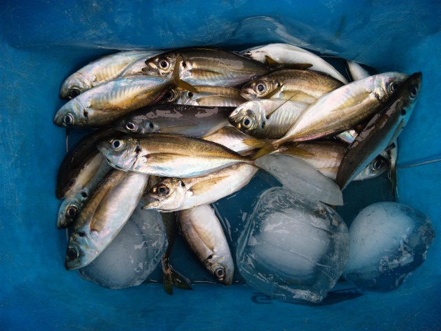 最近の釣果!(^^)!_a0077071_16283941.jpg