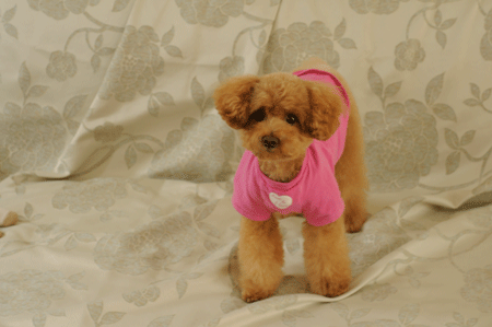 c0196673_10161666.gif