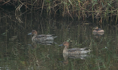 ★先週末の鳥類園(2011.11.5~6)_e0046474_24041.jpg