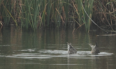 ★先週末の鳥類園(2011.11.5~6)_e0046474_241228.jpg
