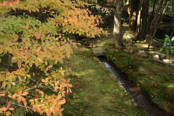 坂本の紅葉6 旧竹林院_c0196076_0312616.jpg