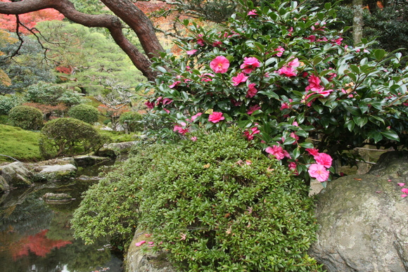 坂本の紅葉6 旧竹林院_c0196076_0364229.jpg