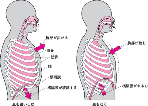 お腹の気圧配置図_f0115484_18511568.gif