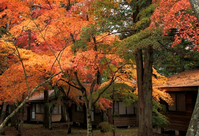 晩秋の軽井沢_f0103090_143832.jpg