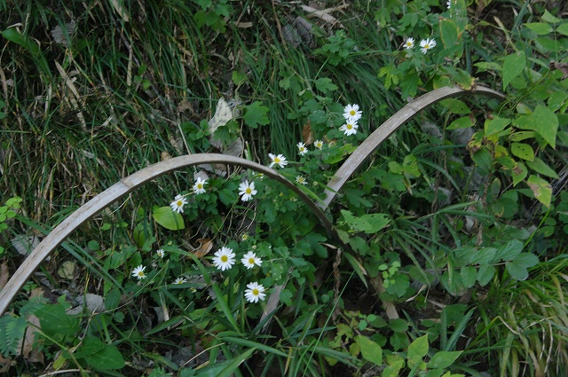 e0070891_2153138.jpg
