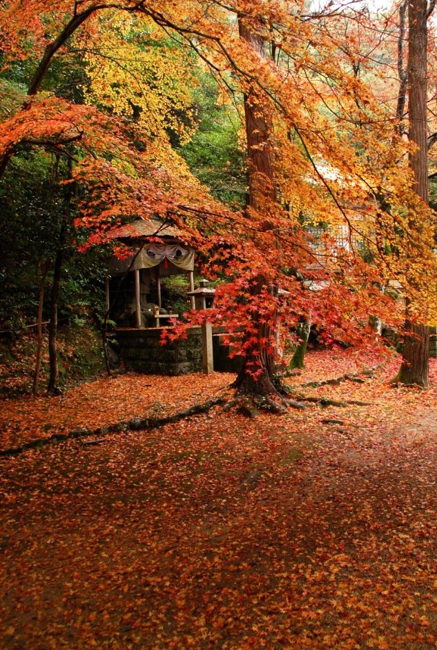 京都の紅葉穴場5選 雲母 kira の舟に乗って 京都の紅葉穴場5選 雲母 kira の舟に乗って