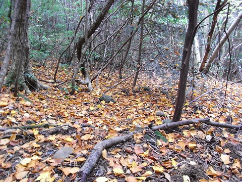 f0187402_1872351.jpg