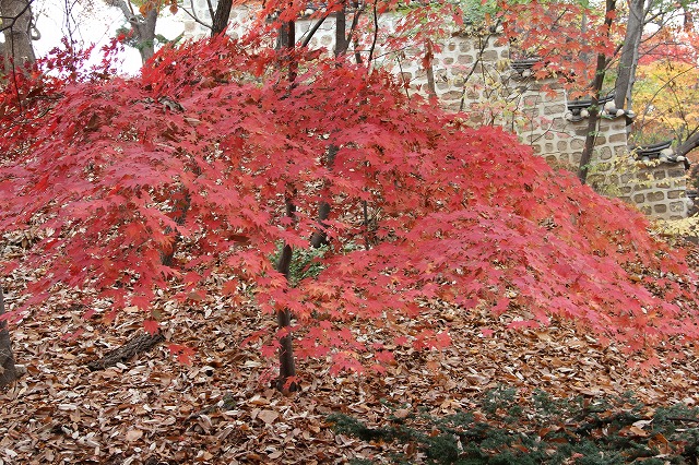 紅葉の昌徳宮　と　明洞餃子_a0123003_842204.jpg